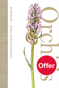 Orchids