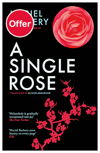 A Single Rose
